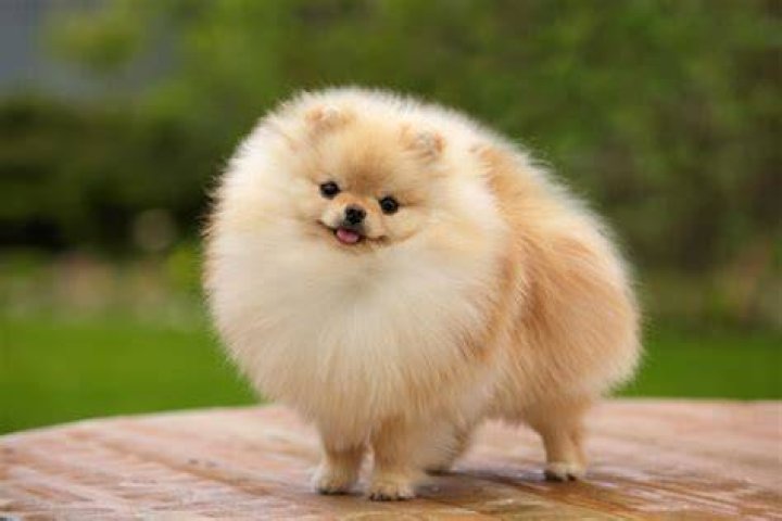 Fluffy's Faithful Companion: Meet His Devoted Wife